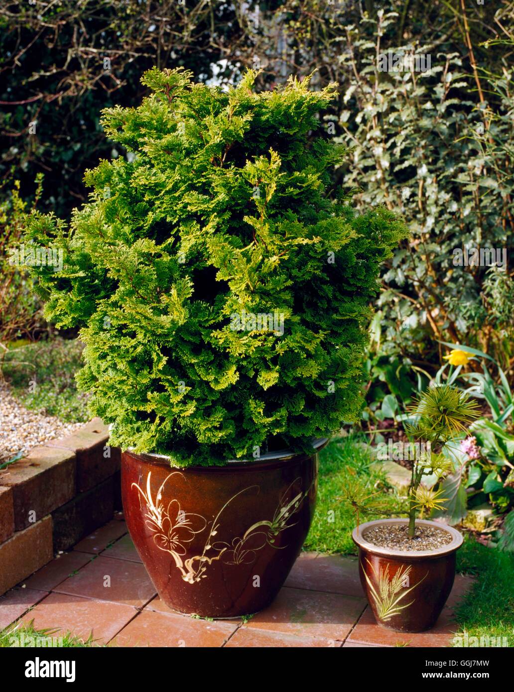 Container - Conifer - planted with Chamaecyparis obtusa `Tempelhof'   CTR055035     Photos Horticult Stock Photo